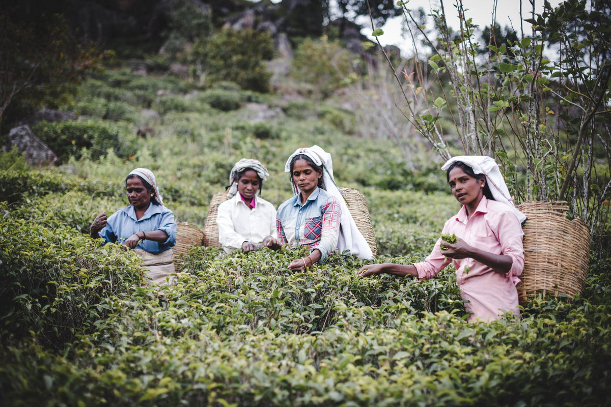 Fair Trade Tea